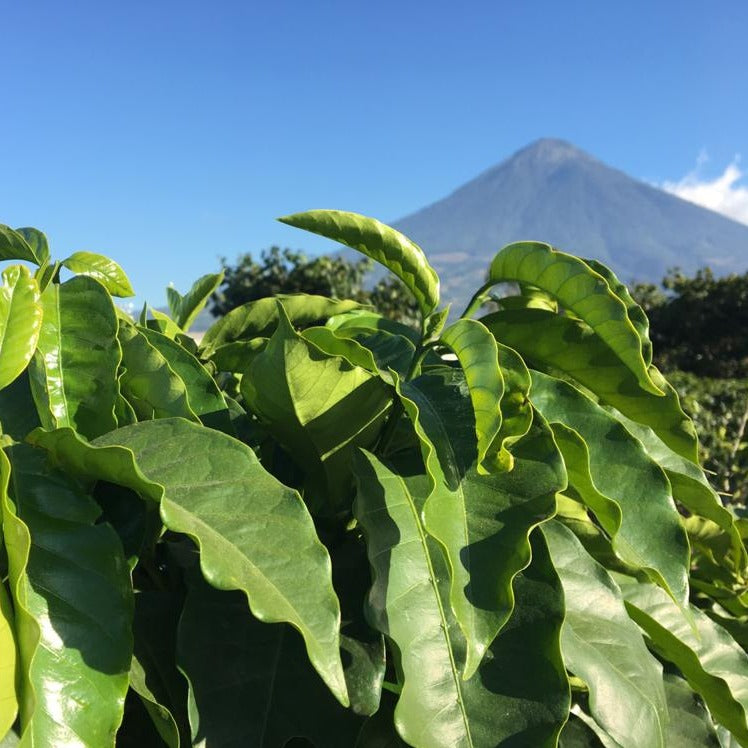 Morale Blend - Home Run Club Subscription