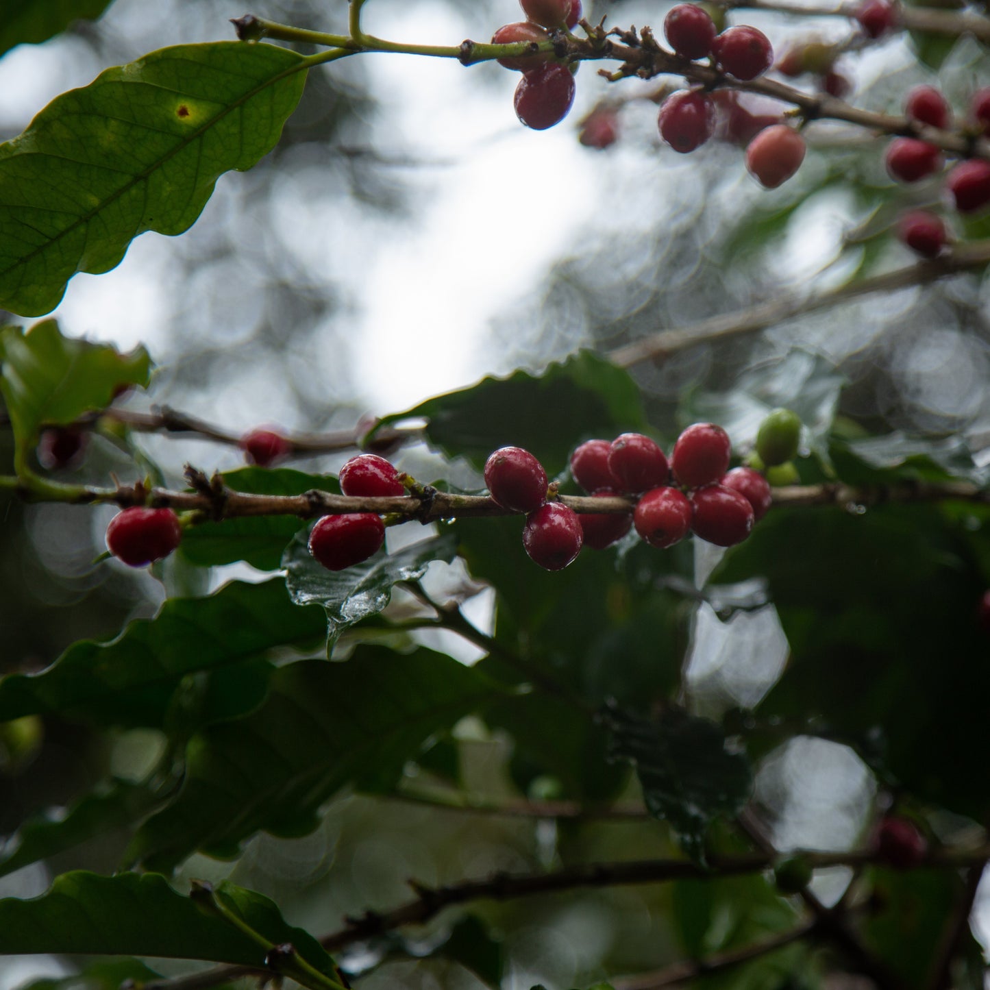 Red berries on a branch with green leaves against a blurred natural background