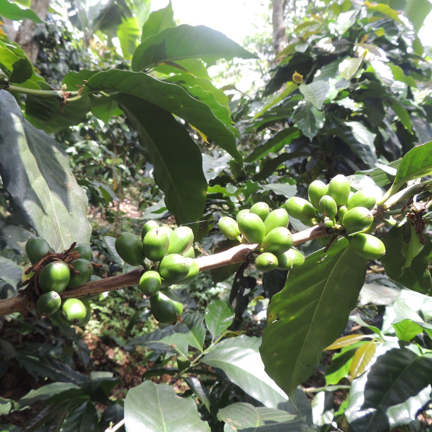 Honduras CAFEUNO