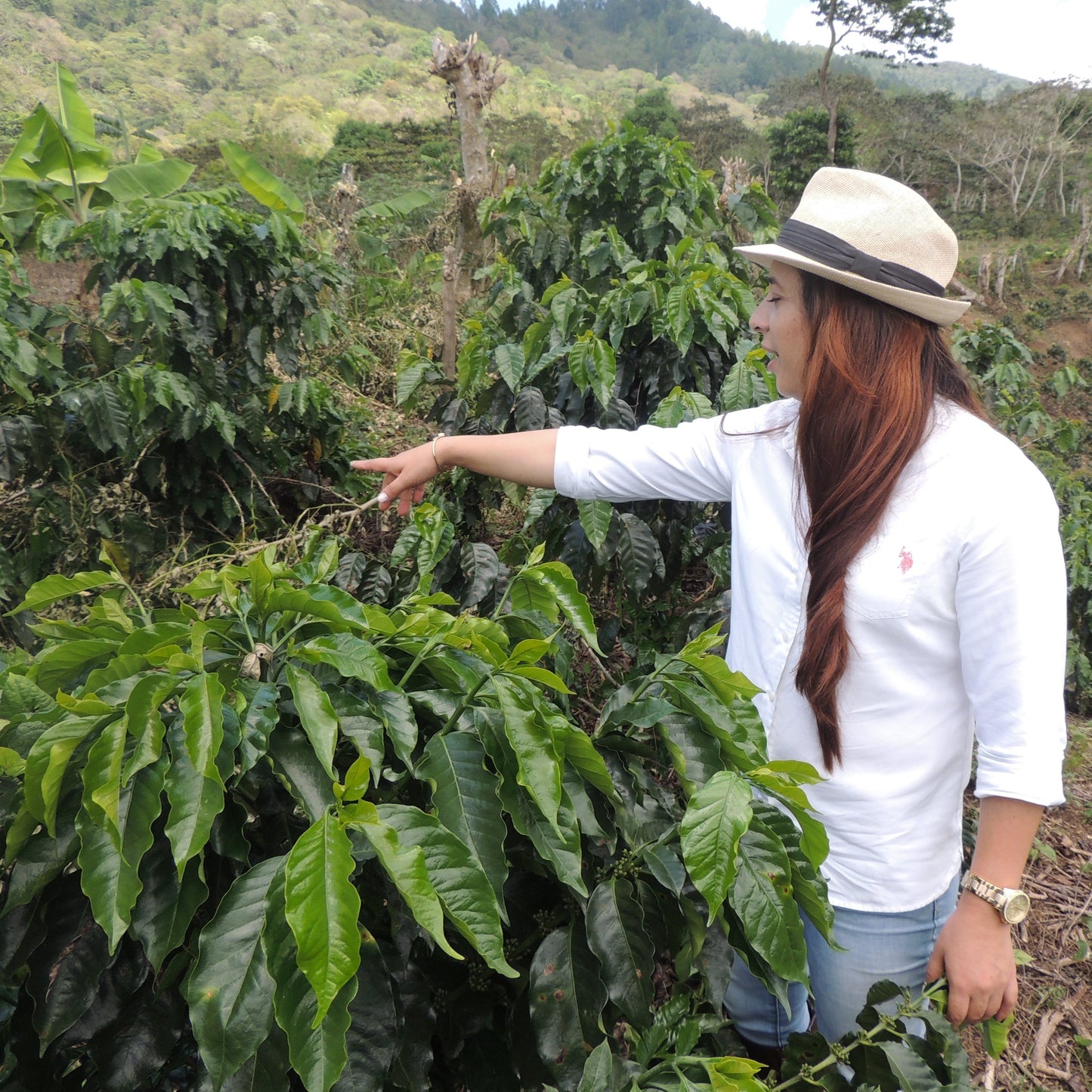 Honduras CAFEUNO