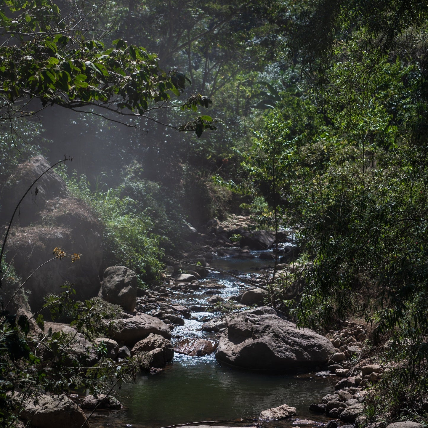 Guatemala Cafe Del Valle - Home Run Club Subscription