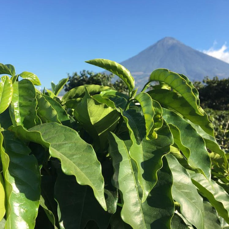 Guatemala Tehuya