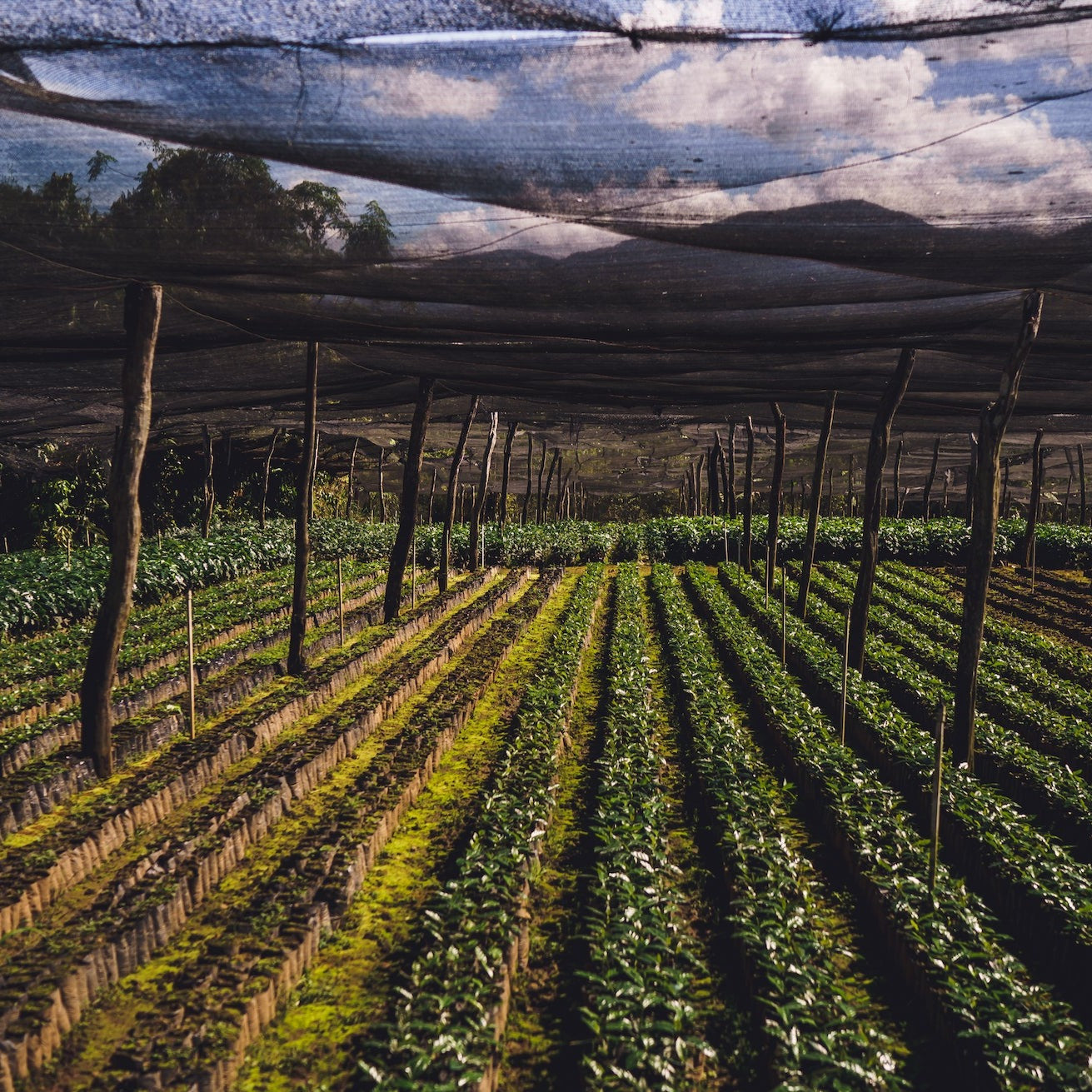 Dominican Ramirez - Home Run Club Subscription