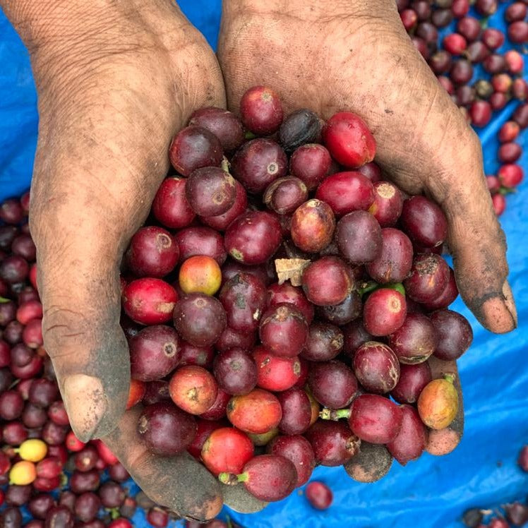 Guatemala Tehuya