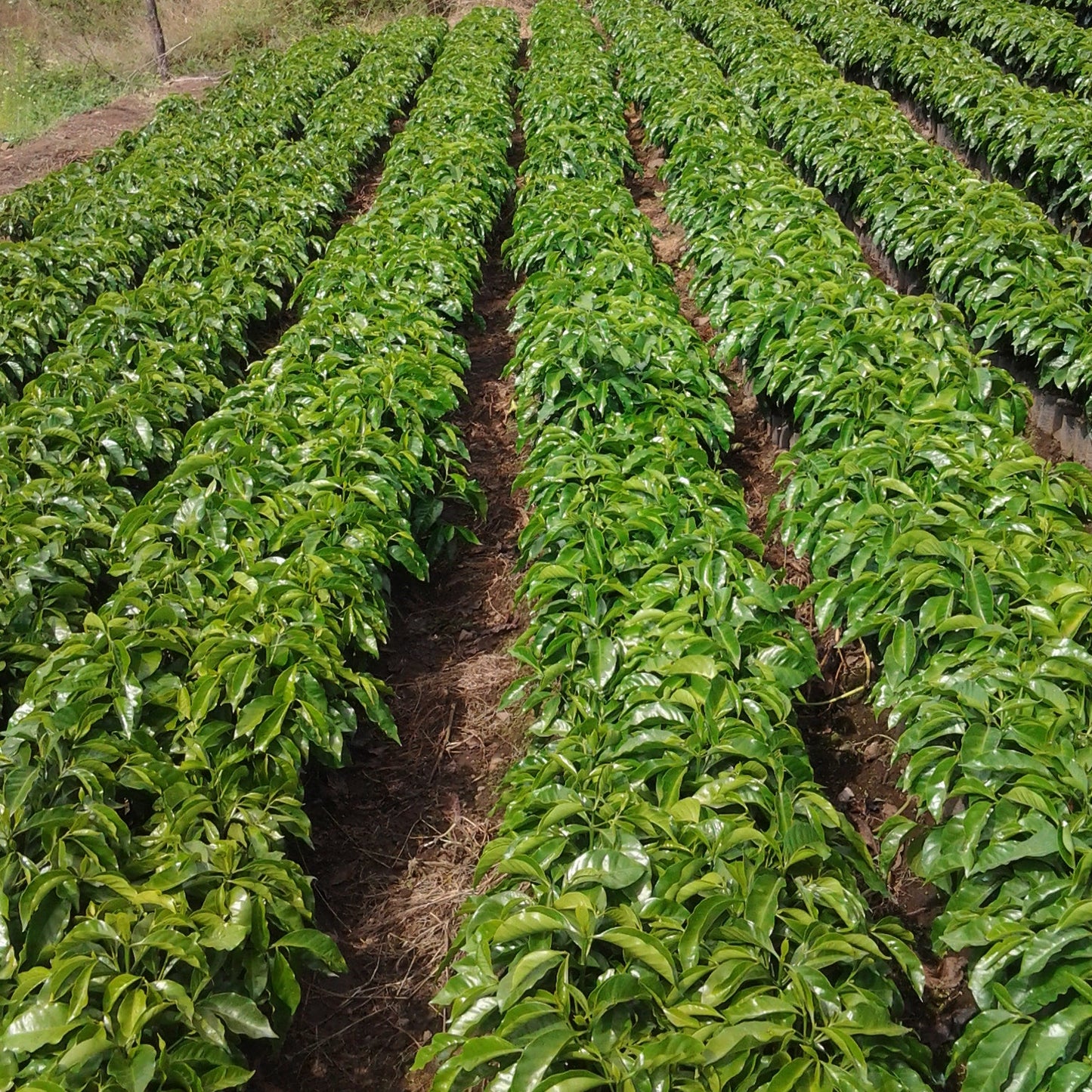 Guatemala La Colina