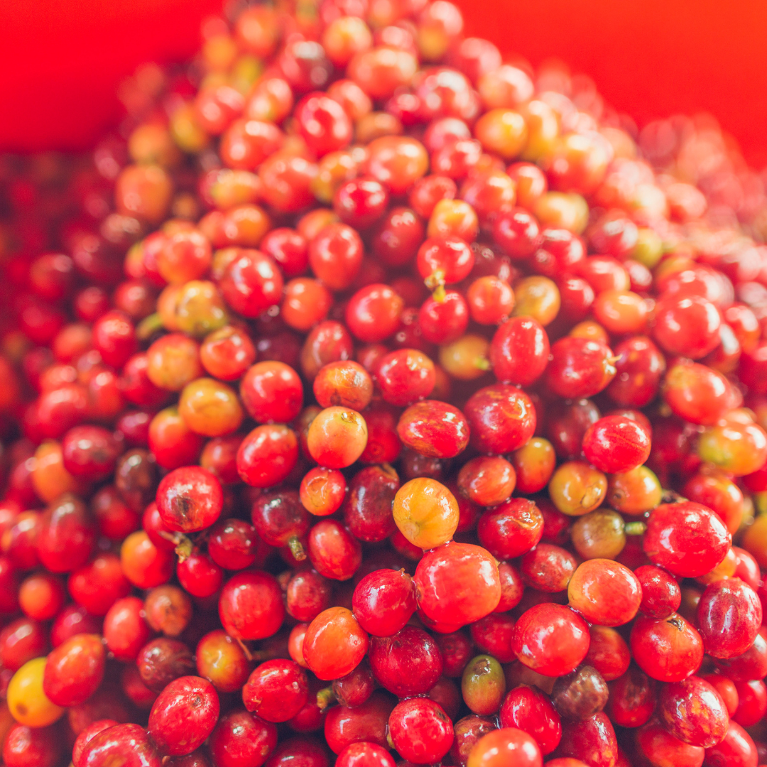 Rwanda Kula