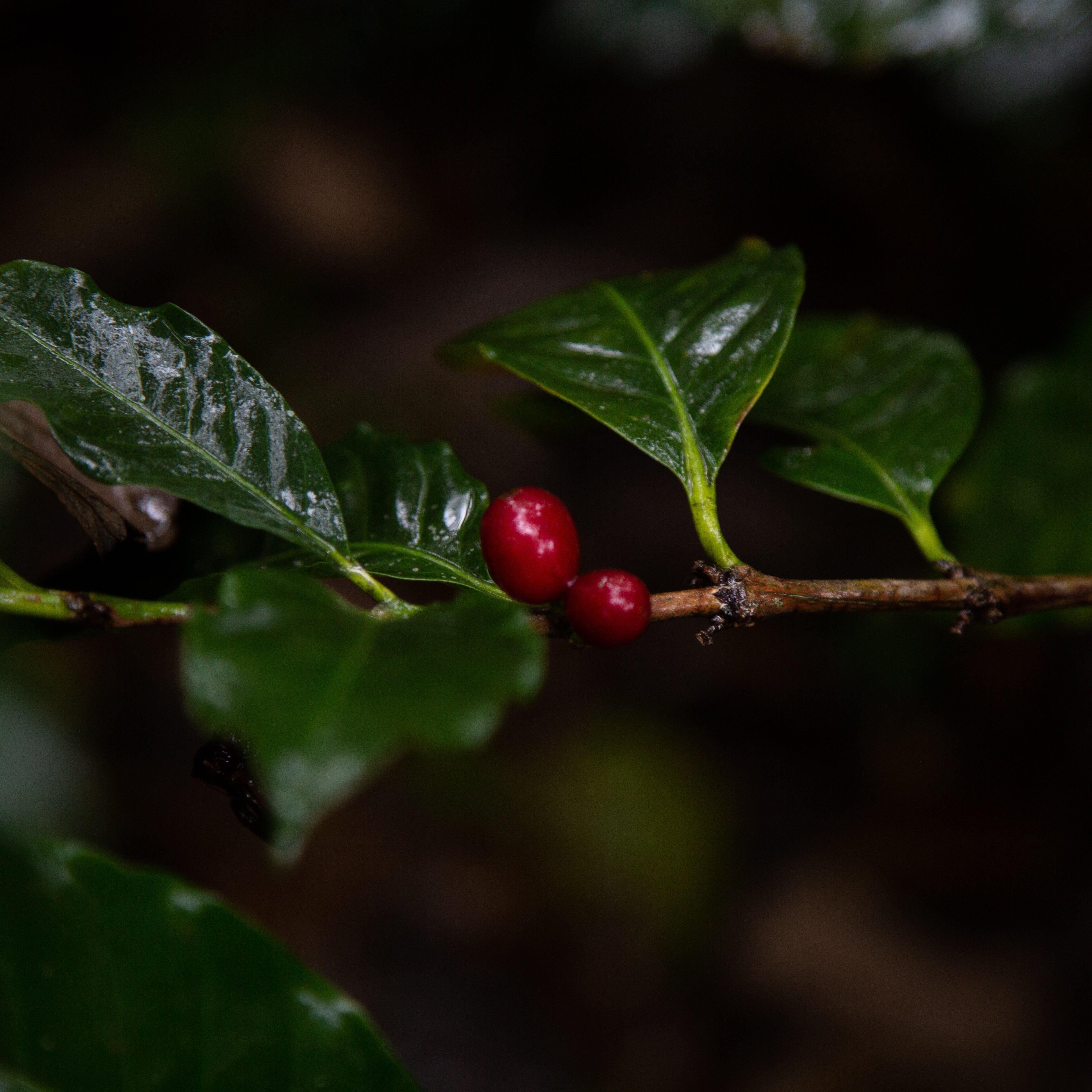 Red berries on a branch with green leaves against a dark background