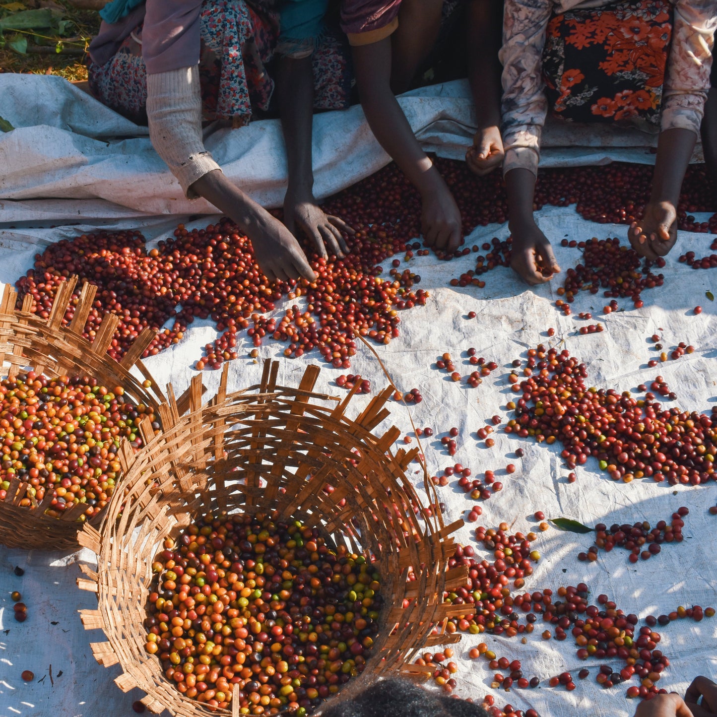 Ethiopia Guji