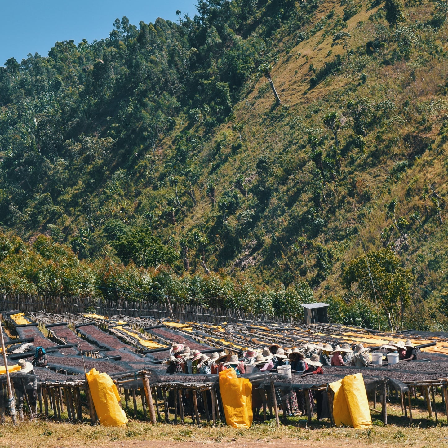 Ethiopia Natural - Home Run Club Subscription