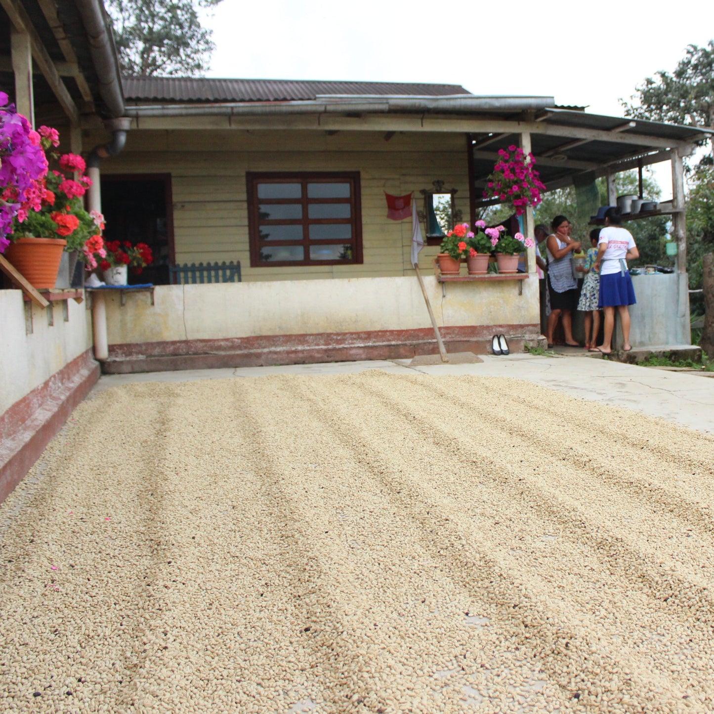 Guatemala La Leona