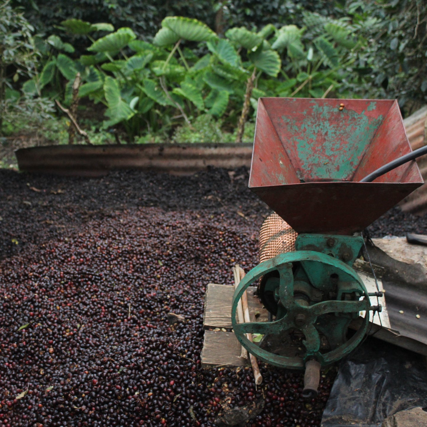 Coffee processing machine with coffee beans in a natural setting