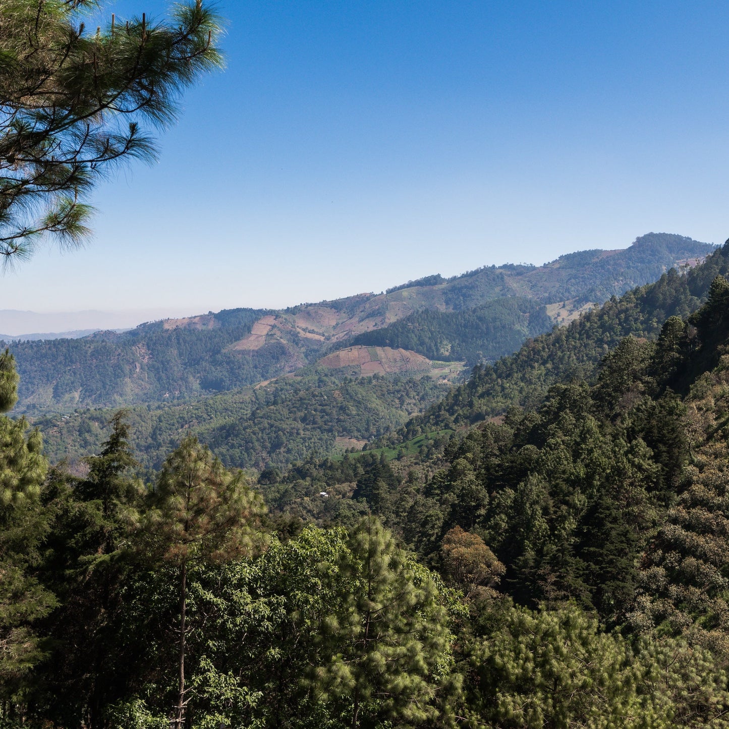 Guatemala Cafe Del Valle - Home Run Club Subscription