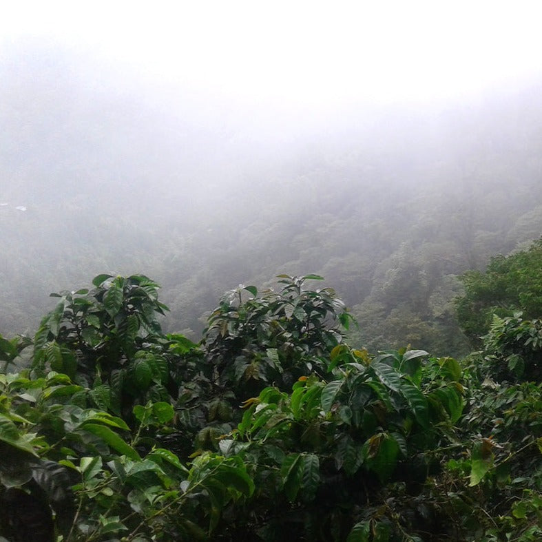 Nicaragua Las Nubes