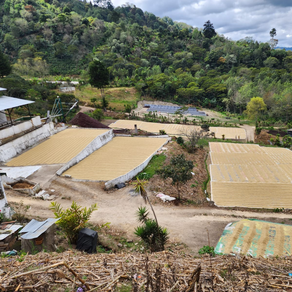 Guatemala Cafe Del Valle