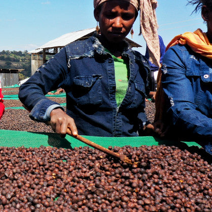 Ethiopia Guji