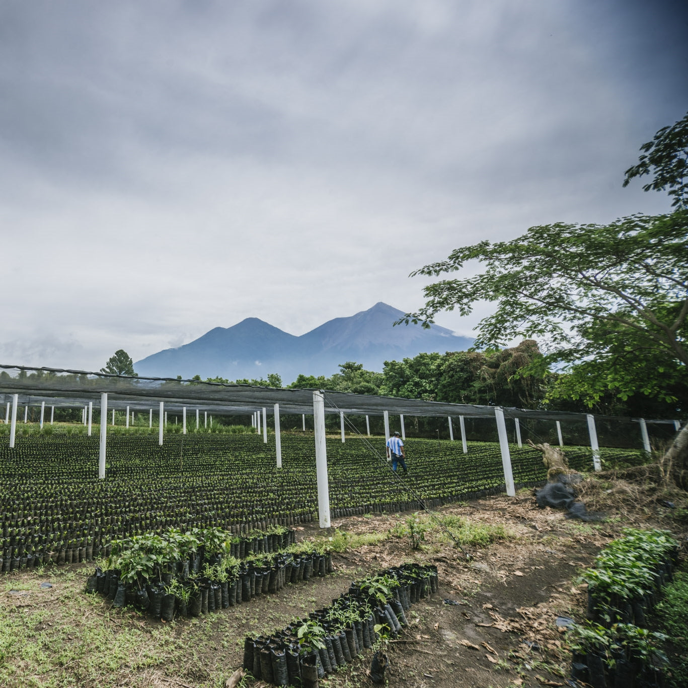 Guatemala Santa Clara